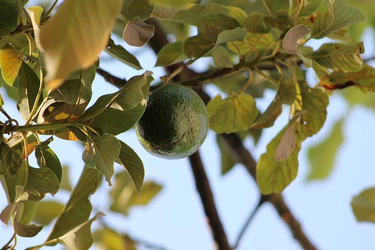 Avocado Baum
